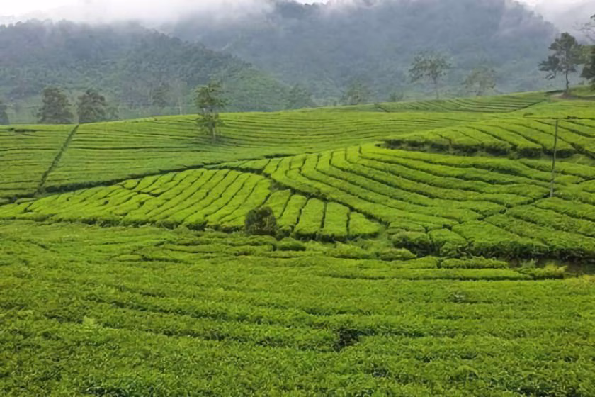 Kebun Teh Ciater