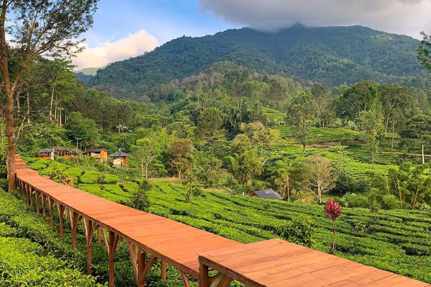Kebun Teh Gunung Mas
