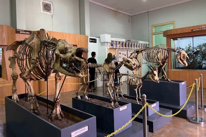 Museum Zoologi