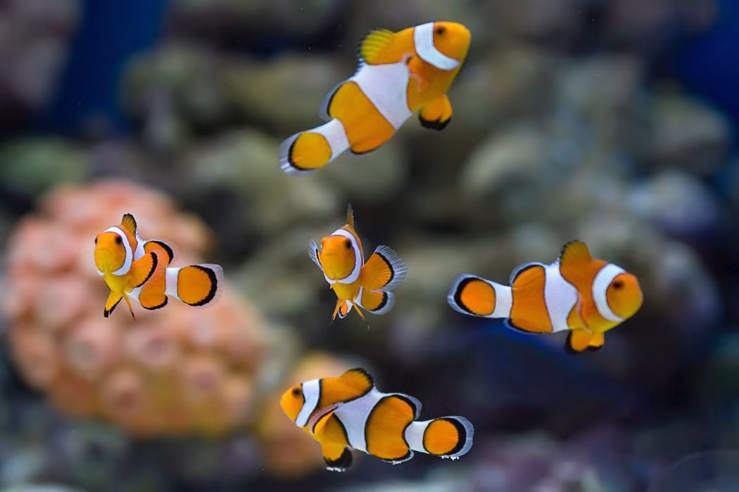 siklus hidup ikan