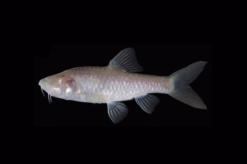 Daur Hidup Ikan Sebagai Cermin Ekosistem yang Seimbang