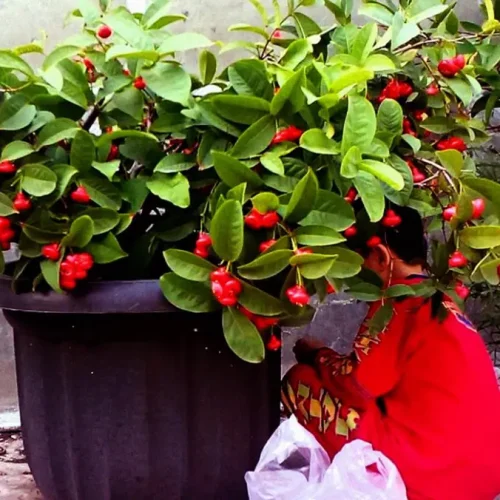 tanaman buah dalam pot