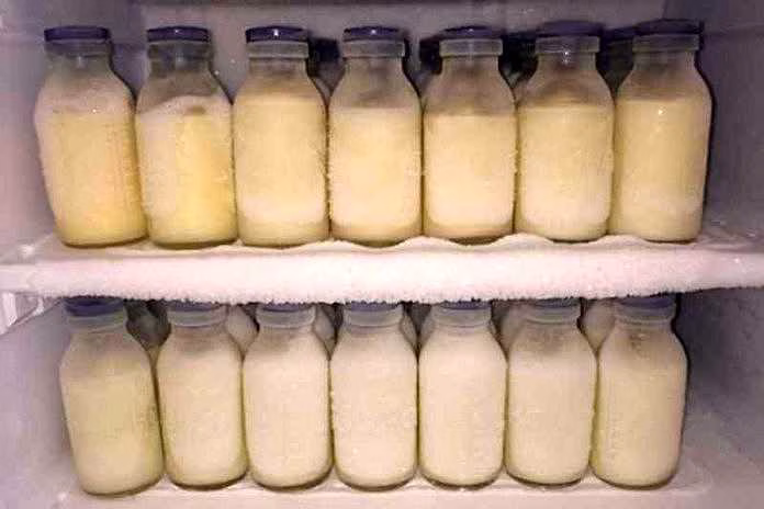 asi beku bertahan berapa lama