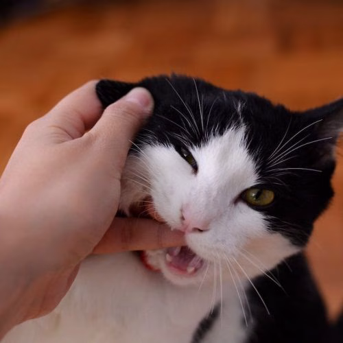 digigit kucing
