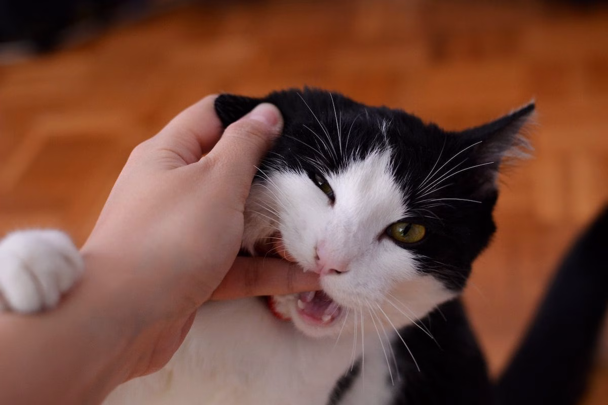 digigit kucing