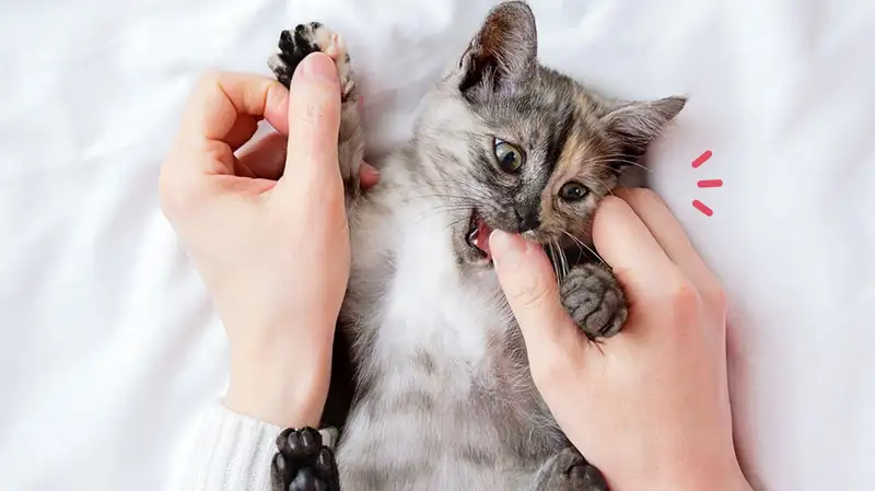 digigit kucing