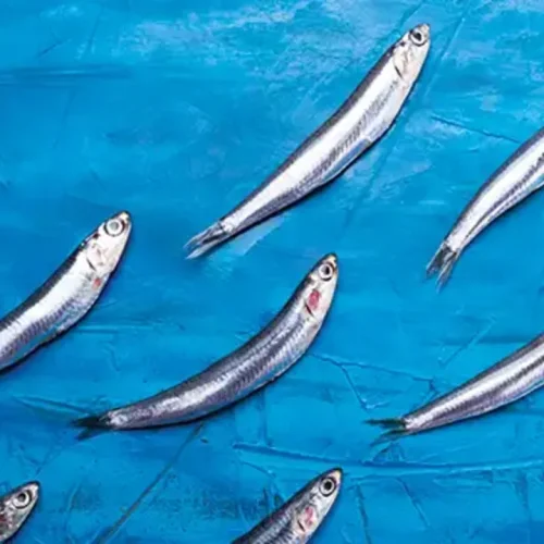 ikan tongkol untuk ibu hamil