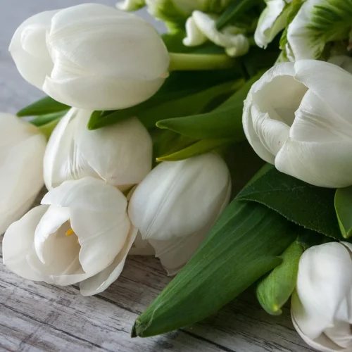 arti bunga tulip putih