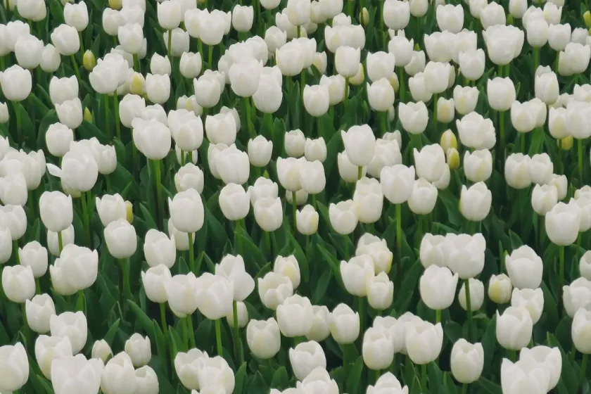 arti bunga tulip putih