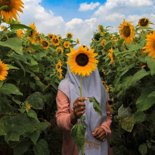arti dari bunga matahari