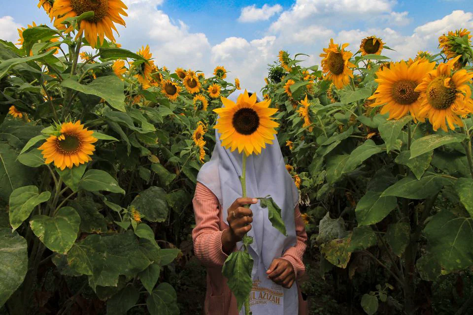 arti dari bunga matahari