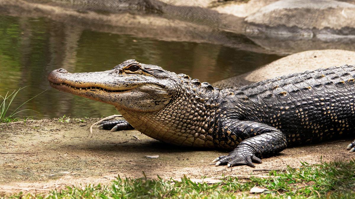 arti mimpi melihat buaya