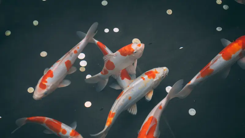 arti mimpi melihat ikan banyak