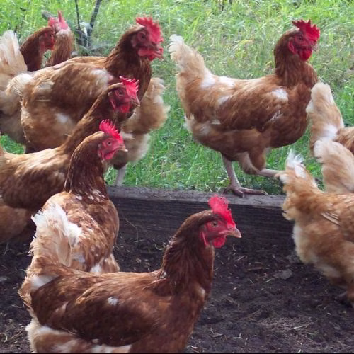 bacaan menyembelih ayam