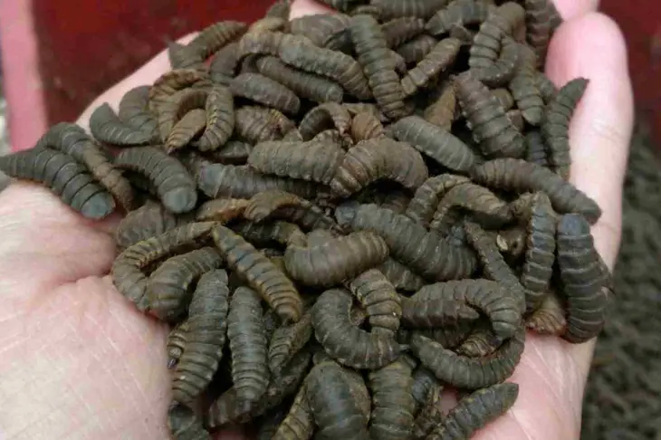 belatung hitam
