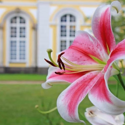 bunga lily melambangkan