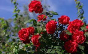 filosofi bunga mawar