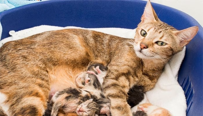 gambar hewan vivipar