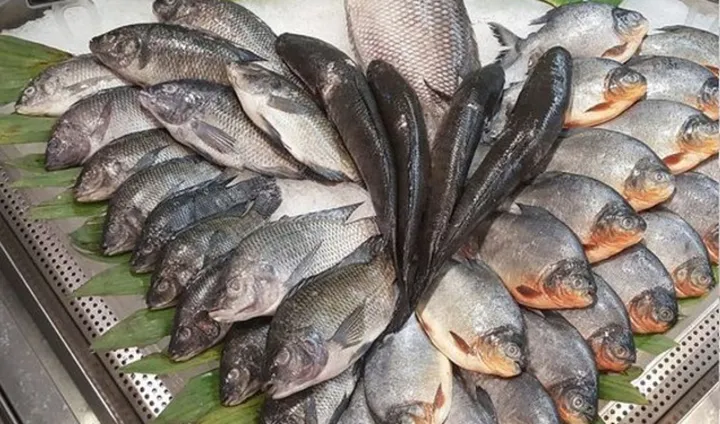ikan konsumsi