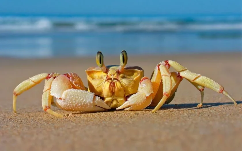 jenis kepiting laut