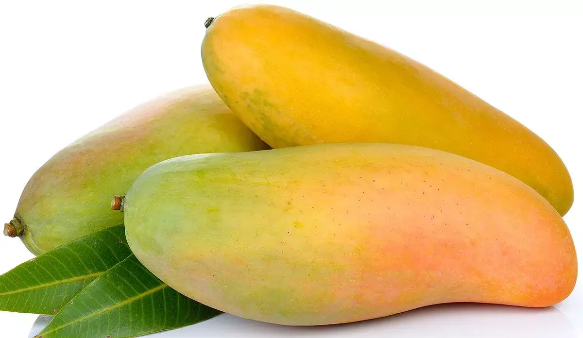 macam macam mangga