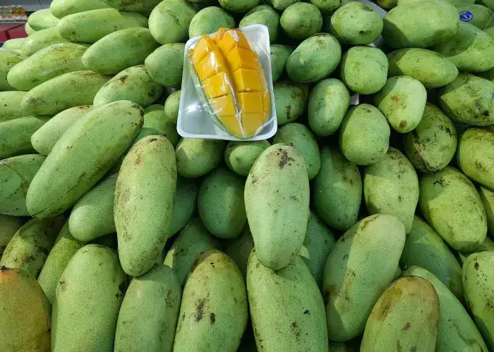 macam macam mangga