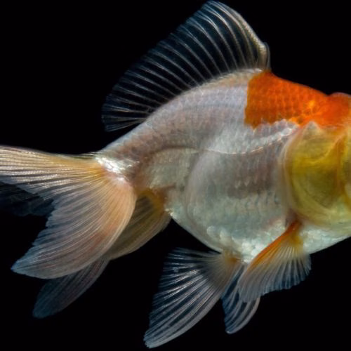mimpi dapat ikan mas