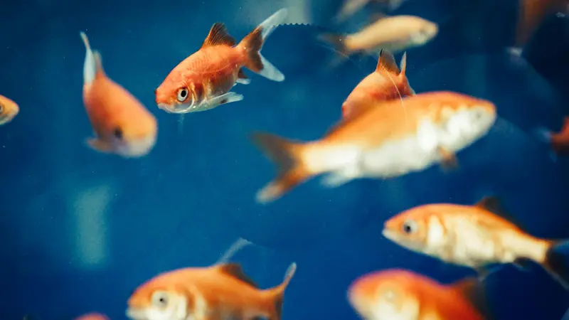 mimpi dapat ikan mas