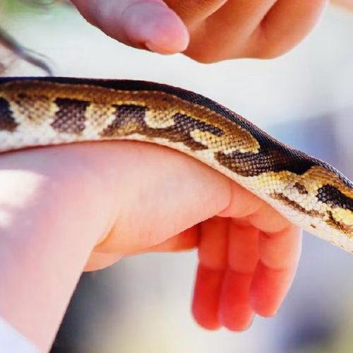 mimpi dililit ular di badan menurut islam