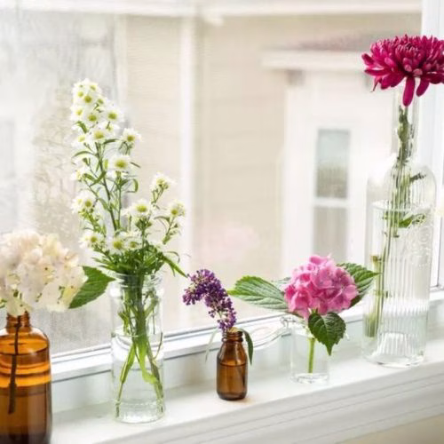 tanaman yang bisa di stek