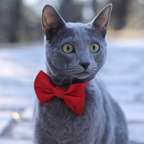 kucing hidung hitam