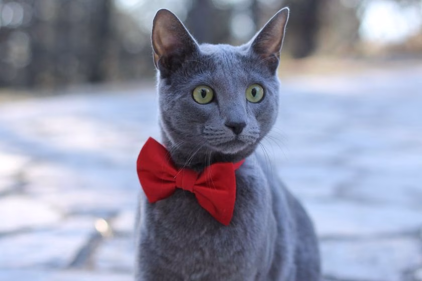 Kucing Biru atau Russian Blue