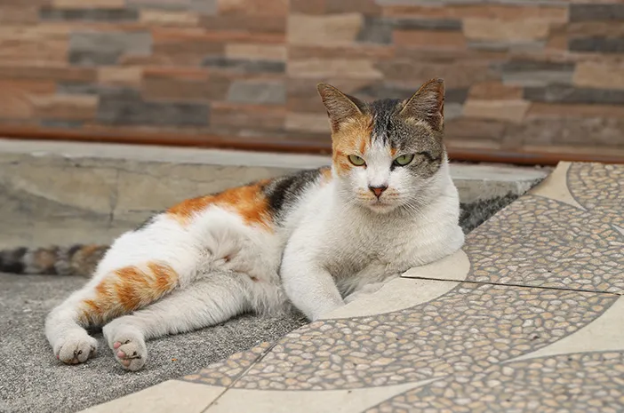 Kucing Calico
