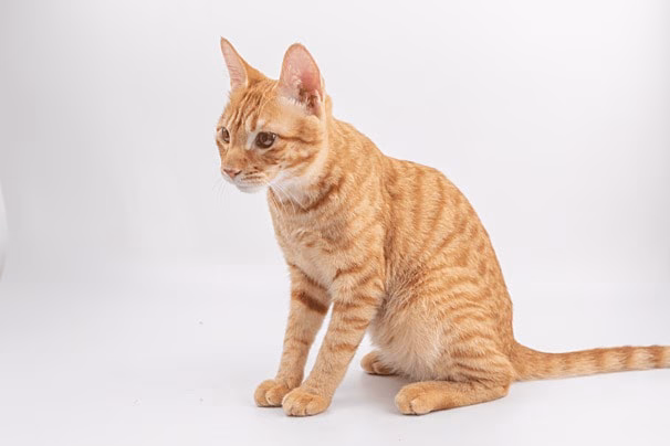 Kucing Kuning Keemasan