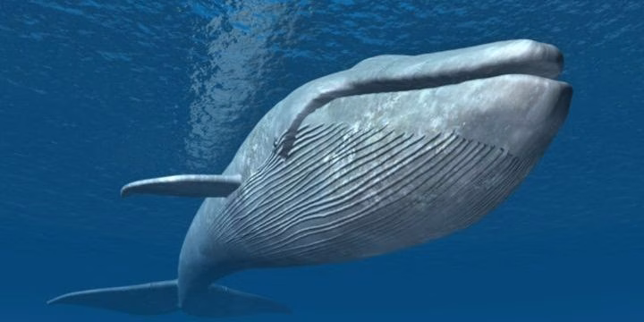 apa hewan terbesar di dunia