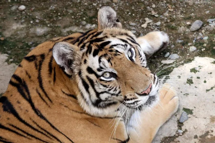 arti mimpi dikejar harimau
