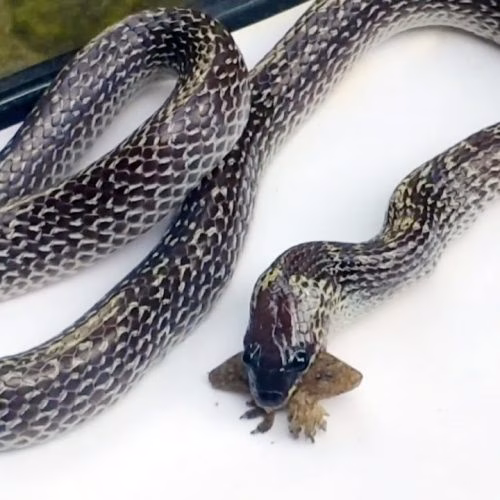 bahaya ular cicak