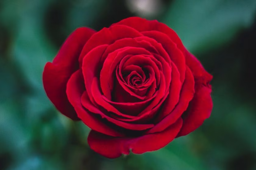 bunga mawar merah melambangkan