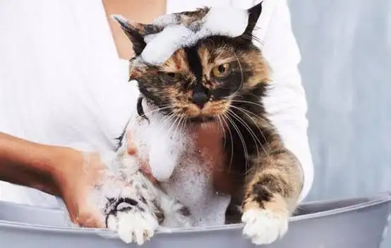 cara menghilangkan kutu kucing dengan sunlight