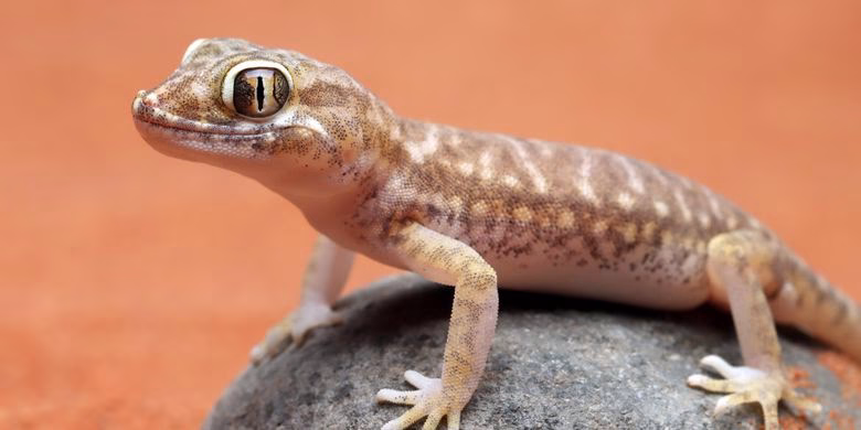 cara mengusir tokek di rumah agar tidak kembali lagi