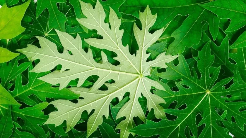 cara merebus daun pepaya agar tidak pahit