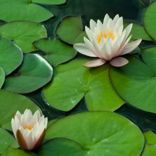 cara tumbuhan menyesuaikan diri