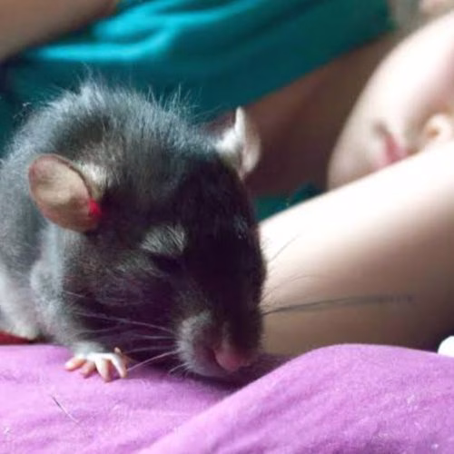 digigit tikus saat tidur