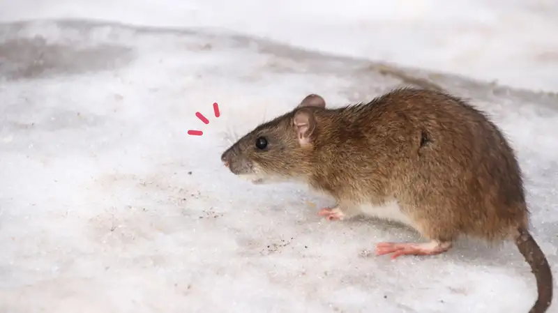 digigit tikus saat tidur