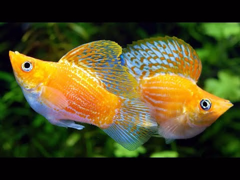 ikan molly