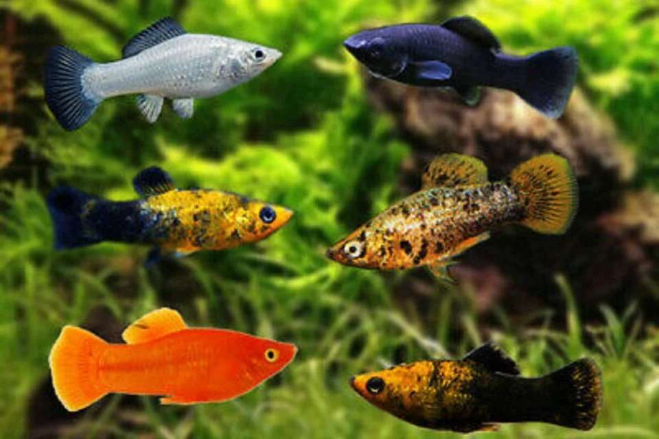 ikan molly