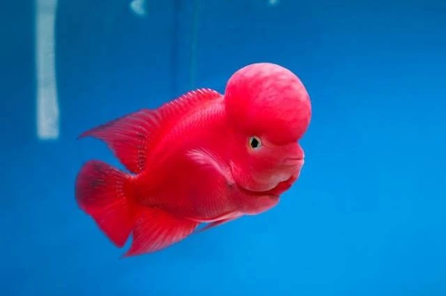 jenis ikan louhan