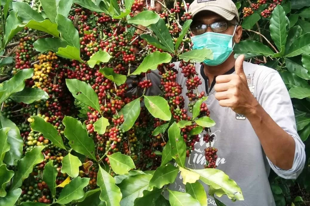 kopi borneo