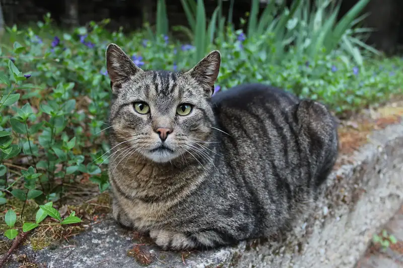 kucing abu-abu kampung