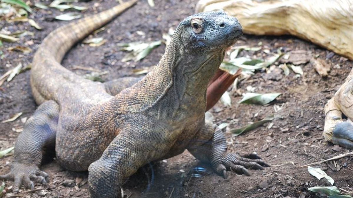 manfaat daging biawak